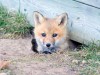 FoxyFox